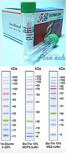 Protein Ladder(10-245kDa)