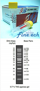 0.25-25Kb DNA Ladder