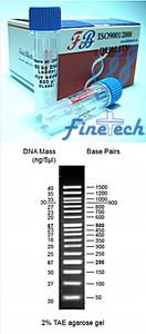 50 bp DNA Ladder